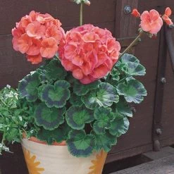 Goldsmith Geranium Maverick Coral Flower Seeds