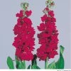 Takii Seeds Imported Flower Seeds Stock Xmas Ruby Flower Seeds