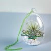 CGASPL Plants Woven Strand Air Plant 1 CGASPL Plants Woven Strand Air Plant