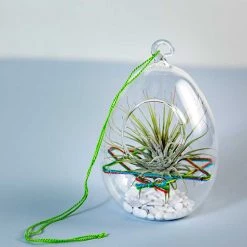 CGASPL Plants Woven Strand Air Plant