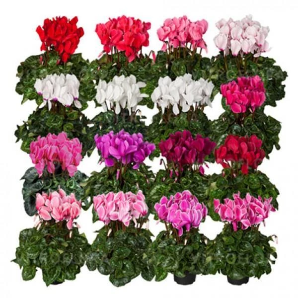 CGASPL Cyclamen F1 XL Mix Flower Seeds Imported Flower Seeds 3 CGASPL Cyclamen F1 XL Mix Flower Seeds Imported Flower Seeds