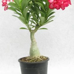 CGASPL Plants DL 81 Adenium Double Layer Dark Pink With White Strike Flower Plant