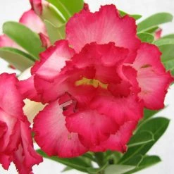 CGASPL Plants DL 81 Adenium Double Layer Dark Pink With White Strike Flower Plant