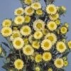 CGASPL Aster Matsumoto Yellow Flower Seeds Imported Flower Seeds 1 CGASPL Aster Matsumoto Yellow Flower Seeds Imported Flower Seeds