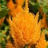 Pan American Seeds Celosia Plumosa First Flame Yellow Flower Seeds