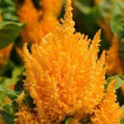 Pan American Seeds Celosia Plumosa First Flame Yellow Flower Seeds