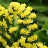 CGASPL Statice QIS Yellow Flower Seeds