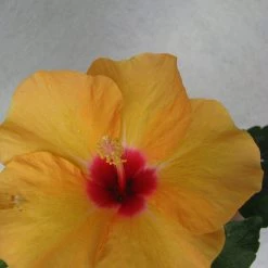 CGASPL Hibiscus Yellow Color Flowering Plant (Jaswand) Plants