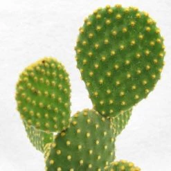 CGASPL Plants Yellow Bunny Ear Cactus (Opuntia Microdasys Pallida)