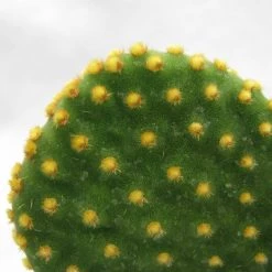 CGASPL Plants Yellow Bunny Ear Cactus (Opuntia Microdasys Pallida)