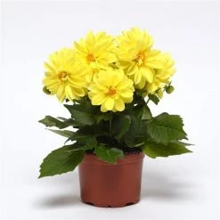 CGASPL Dahlia Figaro Yellow Shades Flower Seeds Imported Flower Seeds 7 CGASPL Dahlia Figaro Yellow Shades Flower Seeds Imported Flower Seeds