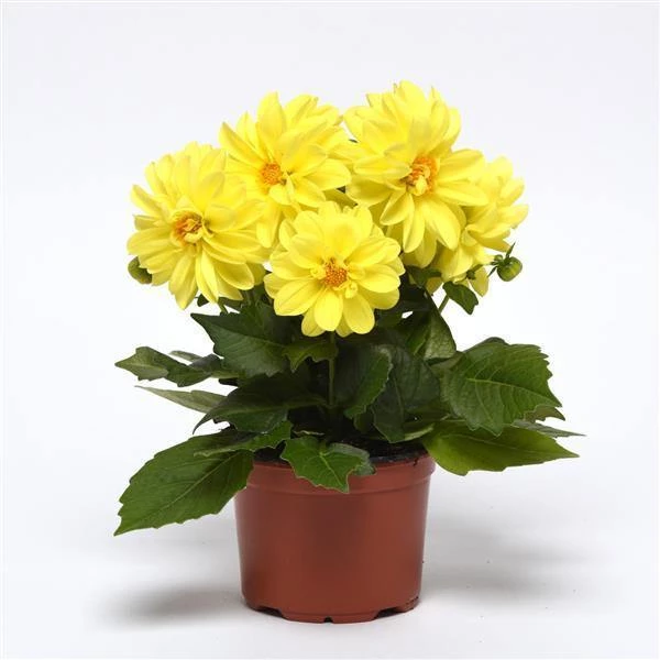 CGASPL Dahlia Figaro Yellow Shades Flower Seeds Imported Flower Seeds 5 CGASPL Dahlia Figaro Yellow Shades Flower Seeds Imported Flower Seeds