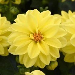 CGASPL Dahlia Figaro Yellow Shades Flower Seeds Imported Flower Seeds