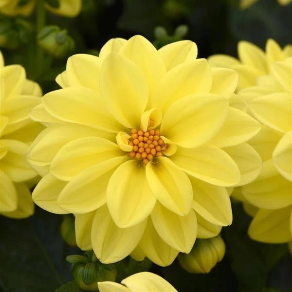 CGASPL Dahlia Figaro Yellow Shades Flower Seeds Imported Flower Seeds 4 CGASPL Dahlia Figaro Yellow Shades Flower Seeds Imported Flower Seeds