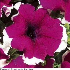 Pan American Seeds Petunia Single Gf. Dreams Burgundy Picotee Flower Seeds