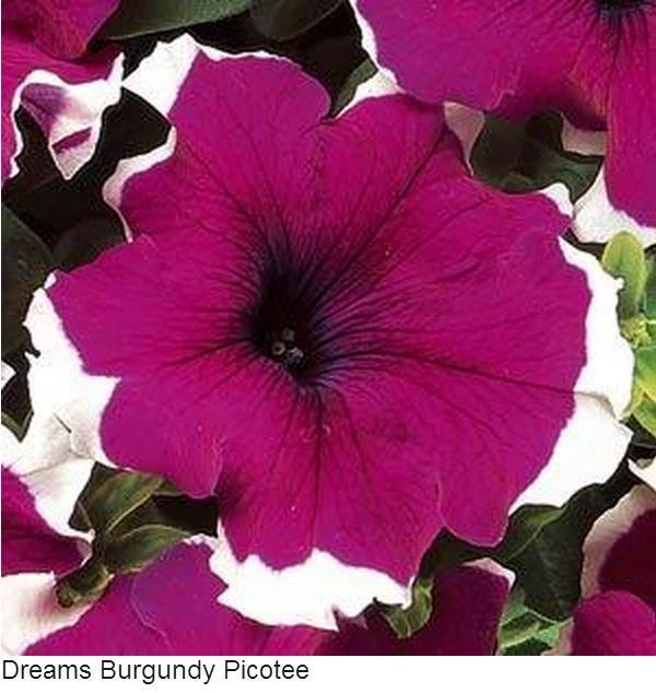 Pan American Seeds Petunia Single Gf. Dreams Burgundy Picotee Flower Seeds 3 Pan American Seeds Petunia Single Gf. Dreams Burgundy Picotee Flower Seeds