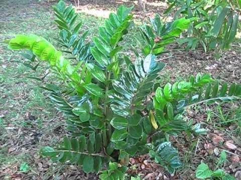 CGASPL Top 10 Best Indoor Bedroom Plants Pack 4 CGASPL Top 10 Best Indoor Bedroom Plants Pack