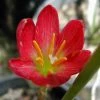 CGASPL Zephyranthus Red Flower Bulbs (Pack Of 20) Pots By Size