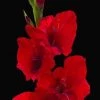 CGASPL Gladiolus Red (Candyman)Color Flower Bulbs (Pack Of 12 Bulbs )