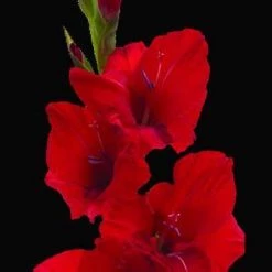 CGASPL Gladiolus Red (Candyman)Color Flower Bulbs (Pack Of 12 Bulbs )