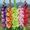 CGASPL Winter Flower Bulbs Indian Gladioli Mix Color Flower Bulbs (Pack Of 12 Bulbs)