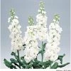 Takii Seeds Stock Glory White Flower Seeds 1 Takii Seeds Stock Glory White Flower Seeds