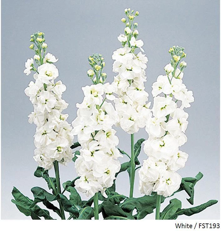Takii Seeds Stock Glory White Flower Seeds 3 Takii Seeds Stock Glory White Flower Seeds
