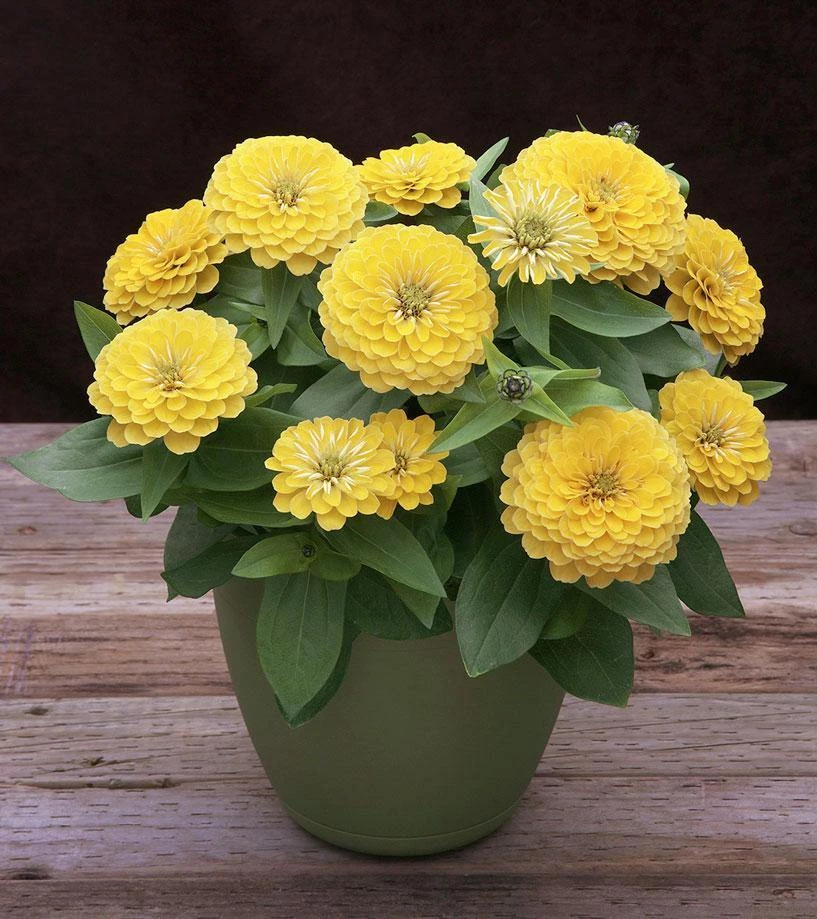 CGASPL Zinnia Preciosa Light Yellow Flower Seeds 3 CGASPL Zinnia Preciosa Light Yellow Flower Seeds