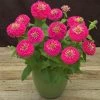 CGASPL Imported Flower Seeds Zinnia Preciosa Pink Flower Seeds