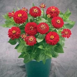 CGASPL Imported Flower Seeds Zinnia Preciosa Red Flower Seeds