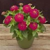 CGASPL Zinnia Preciosa Rose Flower Seeds