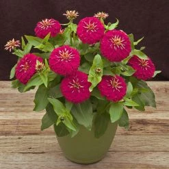 CGASPL Zinnia Preciosa Rose Flower Seeds