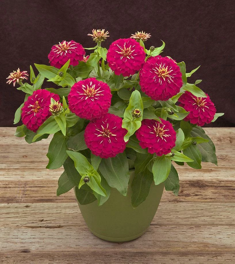 CGASPL Zinnia Preciosa Rose Flower Seeds 3 CGASPL Zinnia Preciosa Rose Flower Seeds