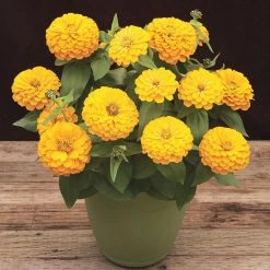 CGASPL Zinnia Preciosa Yellow Flower Seeds Imported Flower Seeds