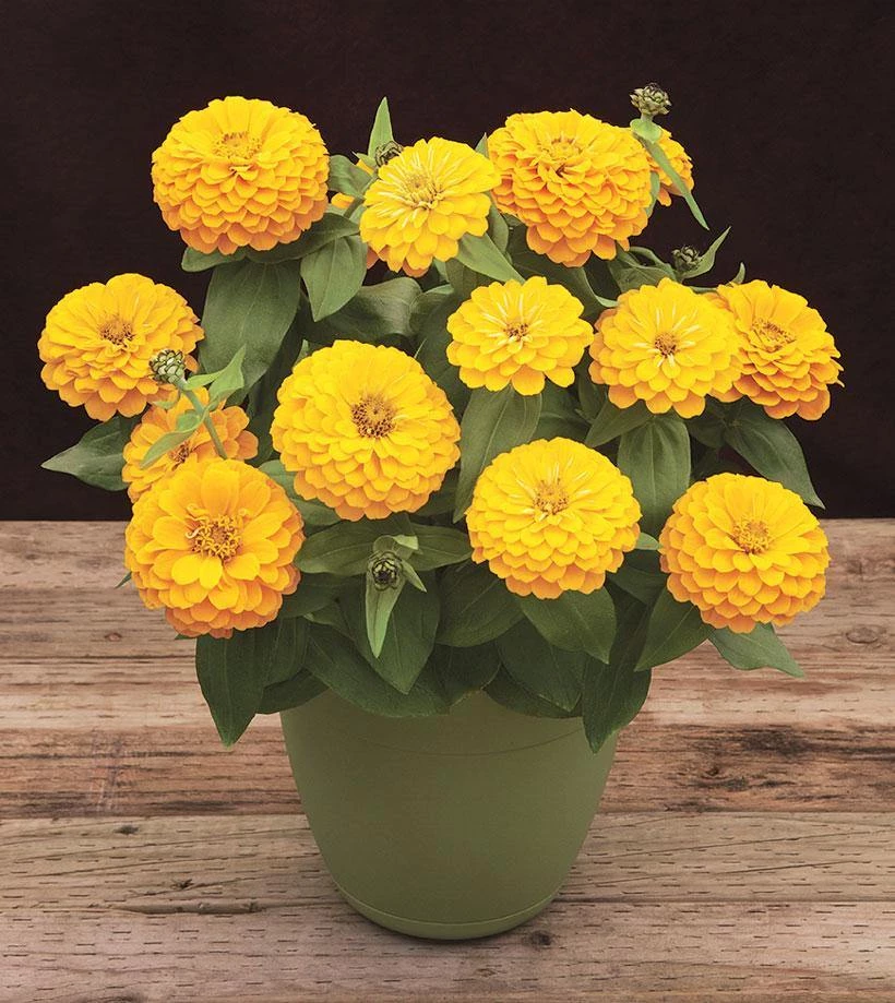 CGASPL Zinnia Preciosa Yellow Flower Seeds Imported Flower Seeds 3 CGASPL Zinnia Preciosa Yellow Flower Seeds Imported Flower Seeds