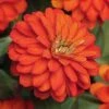 CGASPL Imported Flower Seeds Zinnia Double Zahara Fire Flower Seeds