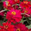Sakata Seeds Zinnia Double Profusion Hot Cherry Flower Seeds 1 Sakata Seeds Zinnia Double Profusion Hot Cherry Flower Seeds