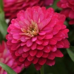 CGASPL Zinnia Double Zahara Strawberry Flower Seeds
