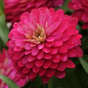 CGASPL Zinnia Double Zahara Strawberry Flower Seeds 3 CGASPL Zinnia Double Zahara Strawberry Flower Seeds