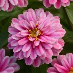 CGASPL Imported Flower Seeds Zinnia Double Zahara Raspberry Ripple Flower Seeds