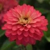 CGASPL Zinnia Double Zahara Salmon Flower Seeds Imported Flower Seeds 2 CGASPL Zinnia Double Zahara Salmon Flower Seeds Imported Flower Seeds