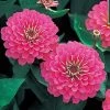 CGASPL Imported Flower Seeds Zinnia Double Dreamland Pink Flower Seeds