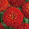Takii Seeds Imported Flower Seeds Zinnia Double Dreamland Scarlet Flower Seeds
