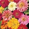CGASPL Zinnia Double Magellan Mix Flower Seeds Imported Flower Seeds