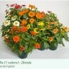Sakata Seeds Imported Flower Seeds Zinnia Single Profusion Mix Flower Seeds 1 Sakata Seeds Imported Flower Seeds Zinnia Single Profusion Mix Flower Seeds