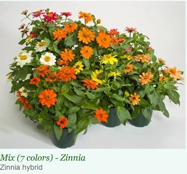 Sakata Seeds Imported Flower Seeds Zinnia Single Profusion Mix Flower Seeds 3 Sakata Seeds Imported Flower Seeds Zinnia Single Profusion Mix Flower Seeds