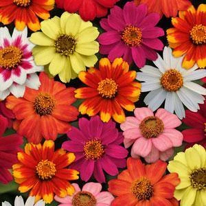 CGASPL Zinnia Single Zahara Mix Flower Seeds Imported Flower Seeds 3 CGASPL Zinnia Single Zahara Mix Flower Seeds Imported Flower Seeds