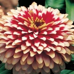 Goldsmith Imported Flower Seeds Zinnia Swizzle Cherry & Ivory Flower Seeds