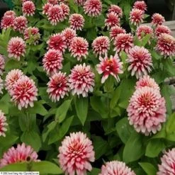 Goldsmith Zinnia Swizzle Cherry & Ivory Flower Seeds