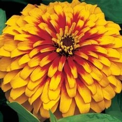 Goldsmith Zinnia Swizzle Scarlet & Yellow Flower Seeds